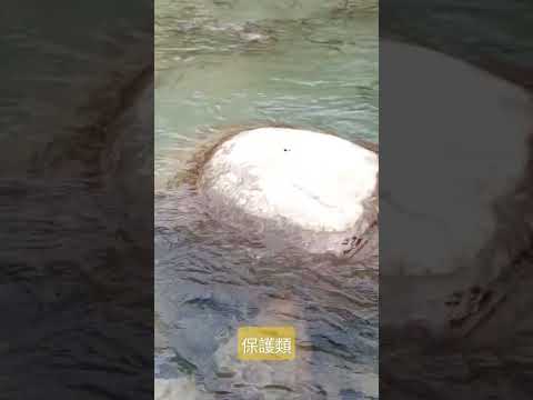 保護類魚兒
