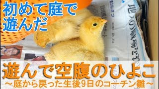 遊んで空腹のひよこ～庭から戻った生後9日目の名古屋コーチン雌鶏雛～