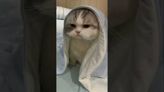 🐱 Why Does Your Cat Wake Up at Your at 34 Minutes Past the Hour?#cat#facts#youtubeshorts#petfacts-sk
