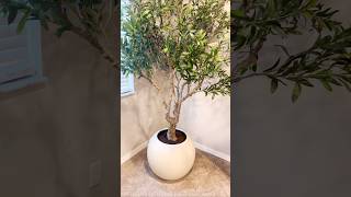 Olive tree homedesign #homedecor #costcodoesitagain #costcofinds #modernhomedecor #moderndesign