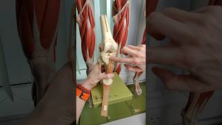 Anterior cruciate ligament #anatomy