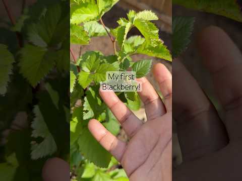 Finally have my first blackberry #garden #gardening #homesteadgarden
