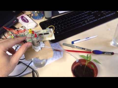 Chilli plant watering