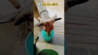 🐄#kahnastatus #makhanchor #laddugopal #ytshorts