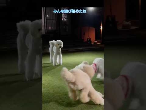 【大勢で遊ぶのが苦手】#愛犬#陰キャ#犬のいる暮らし #大型犬