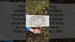 Discover the Biggest Living Thing: The Armillaria | #shorts