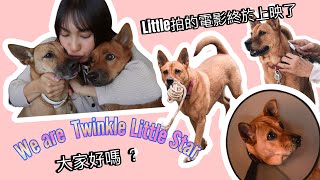電影上映了 愛寵Little主演的電影《得寵先生》唐狗| Suki L