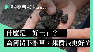 他跑遍全台為土壤「診療」、他用枯葉樹枝養地30年：什麼是「好土」？為何把雜草留下，果樹反而長更好？｜The Real Story
