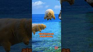 Whimsical Water Bears #shorts #interestingfacts #facts #shortvideo #waterbear