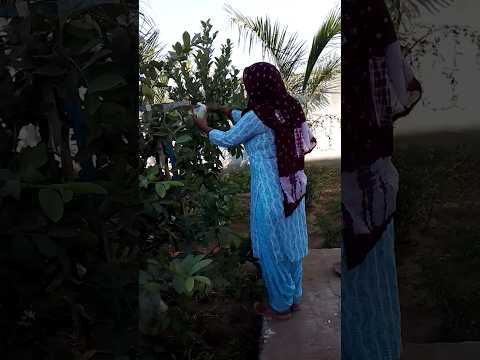 Guava harvesting 😍#garden