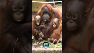 Doubly Adorable: Orangutan Family🦧😍