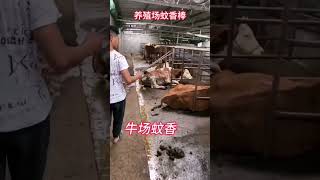畜牧養殖場用艾草蚊香棒，加長加粗很耐點，艾草清香#養殖好幫手 #農村養牛 #雞鴨鵝養殖 #養殖場專用