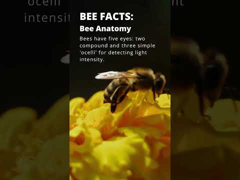 Did You Know Bees Have 5 Eyes? What Do They See? #bee #urbanbeekeeping #beehive #honeybee #honey