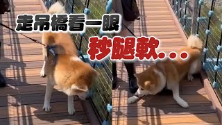 秋田犬跟家人走谷關吊橋　看一眼景色秒轉頭「軟腳趴下」😂｜腿軟｜搞笑狗狗｜懶惰｜精選影片