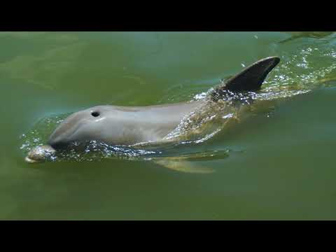 Dolphin Research Center, Grassy Key Florida | Beautiful Drone Footage