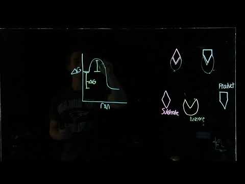 How Enzymes Increase Reaction Rates (BIOS 041)