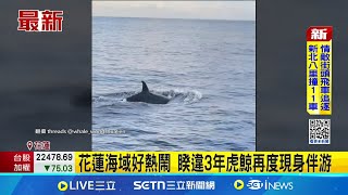 花蓮海域好熱鬧 睽違3年虎鯨再度現身伴游 花蓮外海睽違3年再見1對虎鯨 賞鯨遊客嗨翻│記者 郭念祁 呂彥│新聞一把抓20250702│三立新聞台
