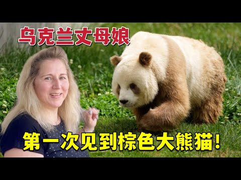 The only brown giant panda in the world is in China第一次見棕色大熊貓，烏克蘭丈母娘超激動：太可愛啦，好想親一口