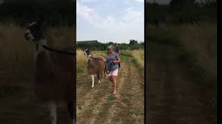 Gentle Llama Walk - The LLama Experience