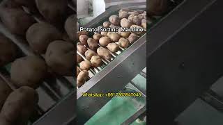 Grading Your Material With This Amazing Potato Sorting Machine