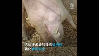 促进动物健康的国际视野