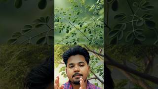 "সজনে গাছ: পুষ্টিগুণে ভরপুর সুপারফুড! জানুন এর অসাধারণ উপকারিতা"#shorts