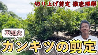 [Citrus pruning series] Pruning the Shiranui (Dekopon)! Learn the secrets of pruning! [Mr. Mamoru...