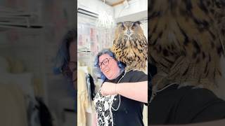 🦉🌈 Welcome to #owlcafe #tokyo  #フクロウカフェ #フクロウ  #秋葉原 #owl #japanmustgo #animalcafe #bird