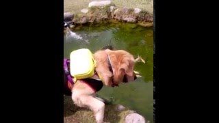 林麥可-黃金獵犬-林麥可看到水池又失心瘋了-MikeBar