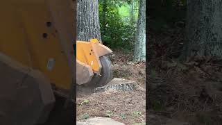 #arborist #automobile #treecuttingdown #tree #arboristing #certifiedarborist #chainsawstihl