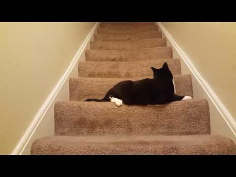 can't spell catch without cat