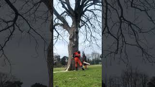 Hitting a tree with a hammer #arblife #chainsawman #logging #treeremoval