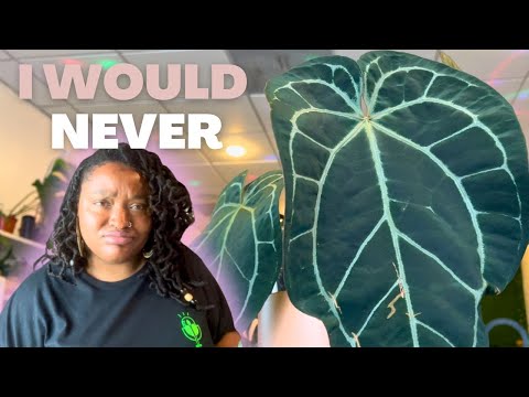 RARE HOUSEPLANT Shopping at Pita’s Planters & Crazy Plant Haul! I think I like Hoyas?