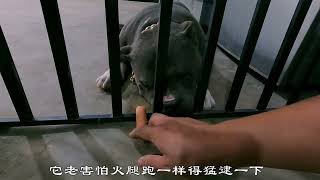 狗子智商大比拼，屋内战神依旧那么出色，拉布拉多有点出乎意料