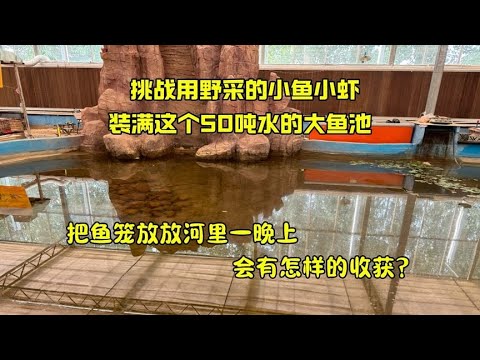 挑战野采小鱼小虾，装满50吨水的大鱼池，今日解锁会叫的小鱼
