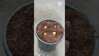 How to grow jackfruit seeds at home #shorts #jackfruit #shortvideo