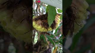 今日の肝っ玉家族！、【ある風景】 #未来遺産 #昆虫 #ダボさんtv #そこにある自然 #insects #いきもの #蜂#アシナガバチ#分蜂