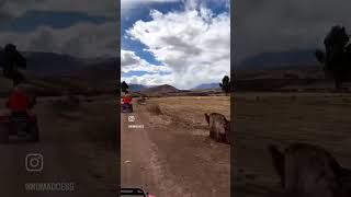 ATV tour day trip for Moray - Maras by Willka Travel Peru!😍