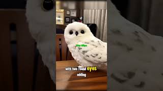 Very Cute Owl #cute #cuteowls #owl #cuteanimals #shots