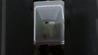 【生活】飛鳥恰恰-抓蝦體驗