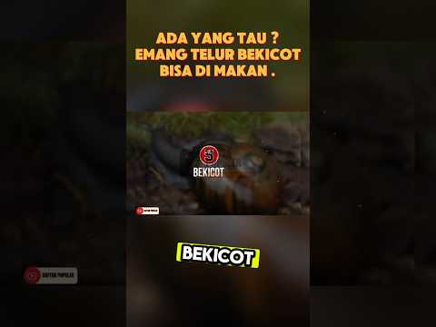 SIAPA YANG PERNAH COBA MAKAN TELUR BEKICOT, KOMEN DONG ! #lensapopuler