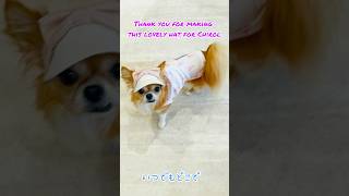 チワワのチロルです！素敵な帽子屋さんのお話だよ！ #チワワ #チワワと暮らす #犬
