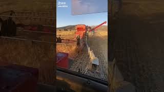 modernagriculture#Combine harvester cross-region record#LevoCeres #agriculturalmachinery #mychannel