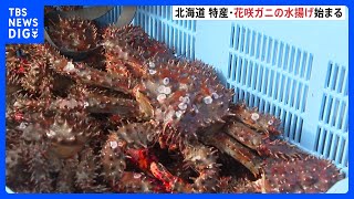 特産「花咲ガニ」の水揚げ始まる　北海道浜中町｜TBS NEWS DIG