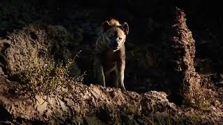 tiger and wolf fight