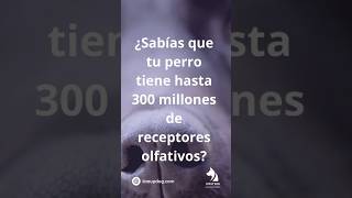 ¿Sabías esto sobre el olfato de los perros? 🐕👃 ¡Es impresionante! #Perros