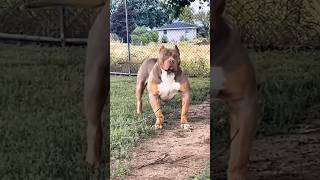 Small vs Big Dog transformation #animals #animaltransformation #doberman #mastiff #bulldog #shorts