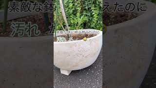鉢が汚れたら？植え替えその後。 #shorts