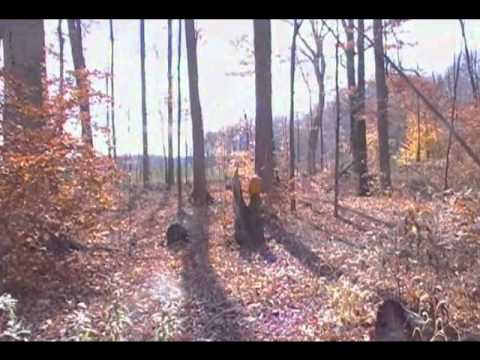 Remington 870 Wingmaster vs pumpkin