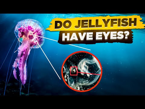 Do Jellyfish Have Eyes? (Can Jellyfish See You? 👁️)